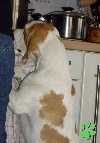 hungriger Beagle guckt auf Herdplatte